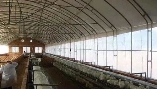 养殖大棚的建造方法 养殖大棚的设计方案